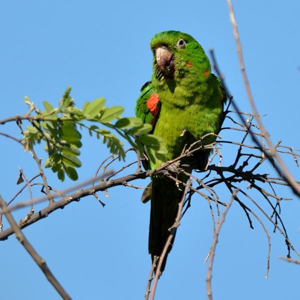 <h3><a href="/trips/salesopolis-2014/biota/animalia/chordata/aves/027 psittaciformes/003 psittacidae/psittacara leucophthalmus/psittacara leucophthalmus-en.html">Psittacara&nbsp;leucophthalmus</a> / White‑eyed&nbsp;parakeet / Witoogaratinga</h3>NIKON D7100 with AF-S Nikkor 300mm f/2.8G IF-ED VR II, 1/2500 sec at F4.8, ISO 400, distance 14.9&nbsp;m